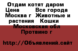 Отдам котят даром › Цена ­ 10 - Все города, Москва г. Животные и растения » Кошки   . Московская обл.,Протвино г.